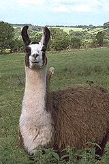 Llama